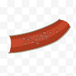 细胞血管图片_心脏病学血管红细胞插画