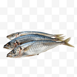 海鲜食材鲅鱼