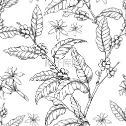 和花图片_咖啡枝图案手工绘制的阿拉比卡树