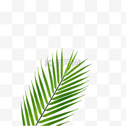 椰树叶图片_棕榈叶树枝光合作用热带