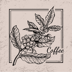 咖啡矢量图片_咖啡浆果树枝图标以黑色和白色绘
