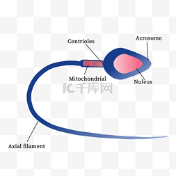 创意概述图片_精子细胞结构图