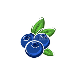 浆果矢量图片_蓝莓或沼泽轮生浆果孤立的成熟夏