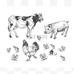 复古农场图片_农场动物群的病媒图解。母鸡，小