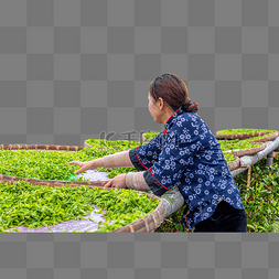 茶园人物山区晾茶