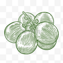 铜版画绿色线描水果葡萄