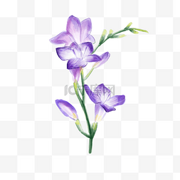 小苍兰紫色水彩花卉