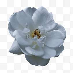玫瑰特写节日白色花朵