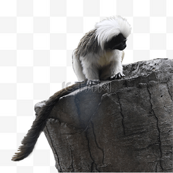棉冠猴黑毛灵长类绒猴动物