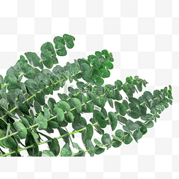 植物插瓶图片_绿色尤加利叶