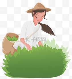 茶图片_茶田采茶人物采茶农