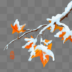 冬季挂雪枫叶树树枝