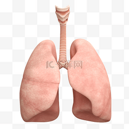 3DC4D立体医疗器官内脏呼吸肺