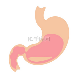 医疗保健和医学图片_胃内脏图示人体解剖学医疗保健和