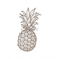 菠萝热带水果孤立的素描图标矢量