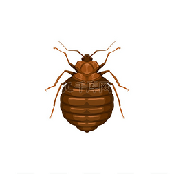 家庭床图片_臭虫图标、昆虫寄生虫或臭虫、害
