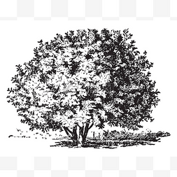 树枝线条图片_一个完整生长, 厚树干角豆树的素