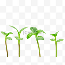 发芽的绿植植物