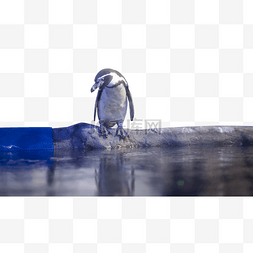 qq企鹅图片_水族馆里的企鹅