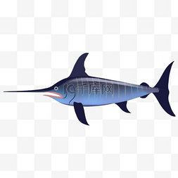 旗鱼生物海洋游泳