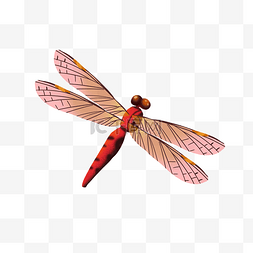 昆虫红色蜻蜓