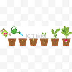 盆栽图片_白底盆栽萝卜种子和芽苗生长阶段