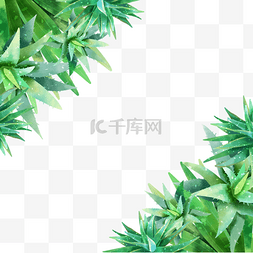 芦荟绿色背景图片_水彩植物芦荟装饰边框