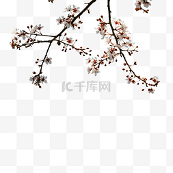 樱花图片_樱花春暖花开