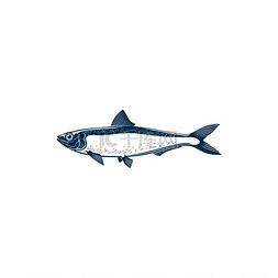 沙丁鱼孤立鱼手绘草图矢量蓝鳍海