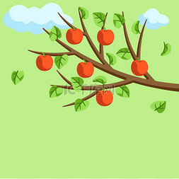 夏天的树有苹果树枝和叶子季节性