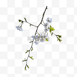 李子花瓣图片_白色枝条花瓣植物樱花