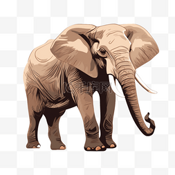扁平插画手绘大象