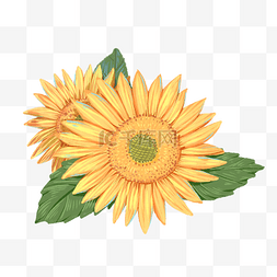 手植物植物花卉图片_小清新油画棒水粉花卉花朵向日葵