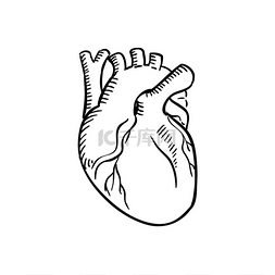 人类的心脏轮廓草图。