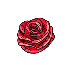 红色布纹图片_玫瑰花孤立的红色素描。