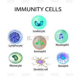 中性pose图片_细胞的免疫功能。设置。白细胞、