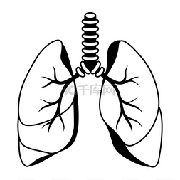 医疗保健和医学图片_肺部内部器官示意图人体解剖学医