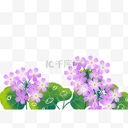 立夏紫色花卉