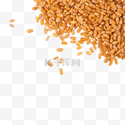 主食图片_农作物粮食小麦
