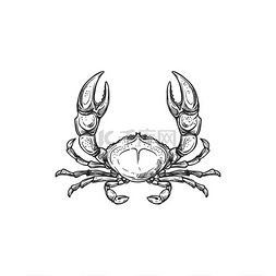 三种小动物卡通图片_螃蟹孤立的水下动物。