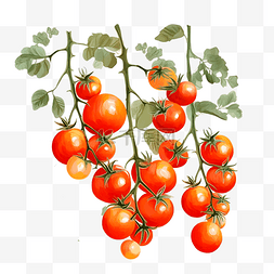 蔬菜水果图片_水果蔬菜一串西红柿圣女果手绘