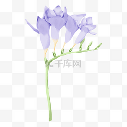 苍兰花水彩风格紫色