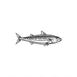 鱼或捕鱼或食物矢量线图标海洋鱼