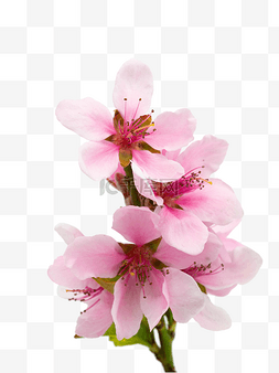 粉色桃花花枝