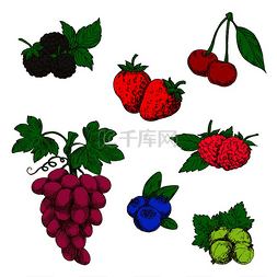 草莓蓝莓树莓图片_美味的野生森林和花园水果素描符