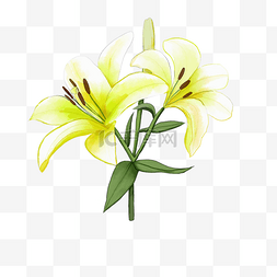 室内植物花卉图片_百合花束叶子插画
