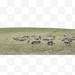 草原羊群图片_草原牧场羊群夏季