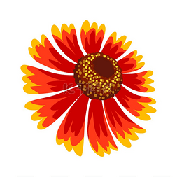 花朵橙色图片_gelenium 花的插图。