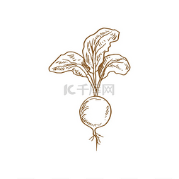 萝卜蔬菜矢量示意图莱菔子植物根