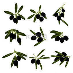 有机种植的橄榄果实图标，用于橄